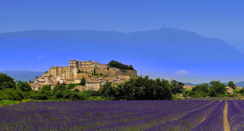 lavande de grignan